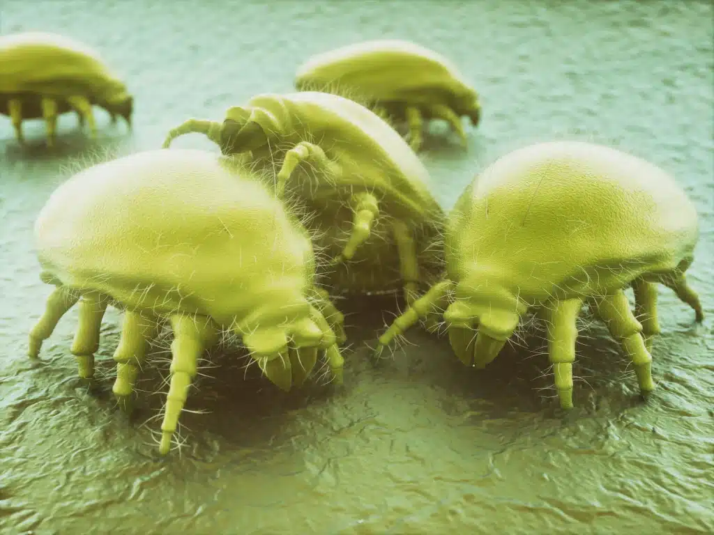 air duct dust mites