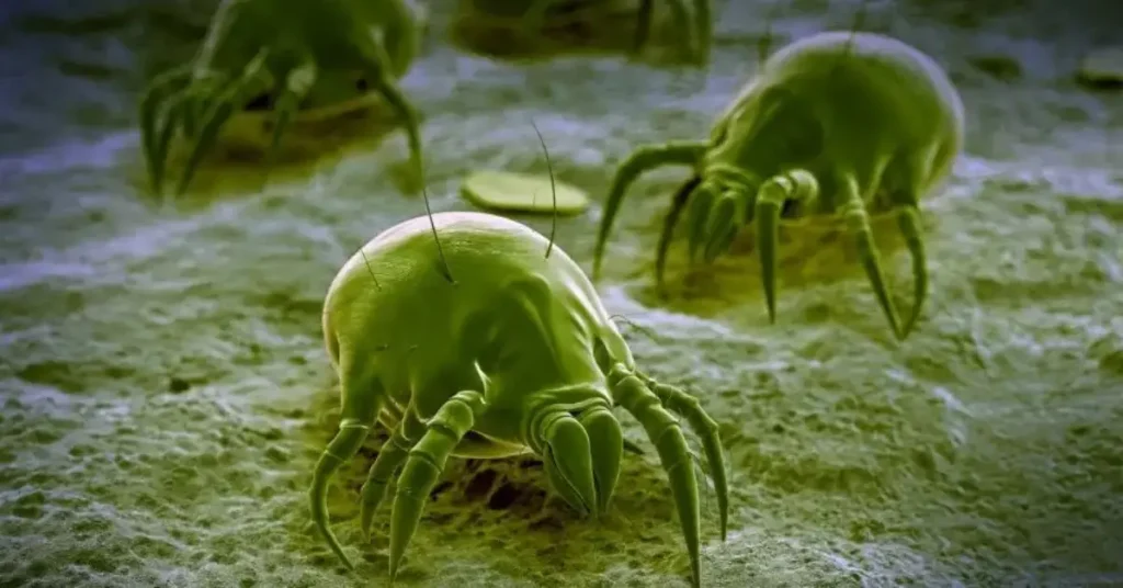 dust mite allergies found in air ducts